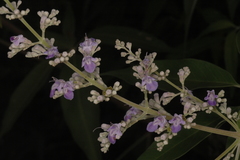 Vitex negundo